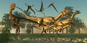 Pteranodon: A pack of Dilophosaurus dinosaurs hunting for prey