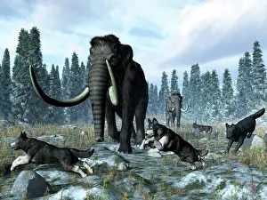 Mastodon: A pack of dire wolves crosses paths with two mammoths ?