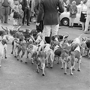 Bourton: Pack Of Fox Hounds