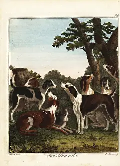 Gentleman And Farmers Dictionary: A pack of fox hounds before a hunt, 18th century