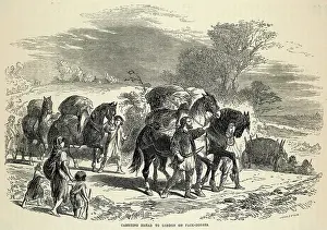Packhorses: Pack Horse, London