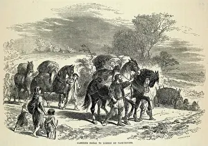 Packhorses: Pack Horse, London