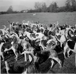 Monmouthshire: Pack of hounds in Monmouthshire, Wales