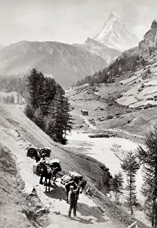 Eiger: Pack mules trekking below the Eiger mountain