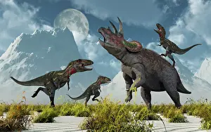 Nanotyrannus: A pack of Nanotyrannus dinosaurs attacking a lone ?