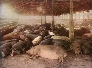 Roofed: Pack of Pigs