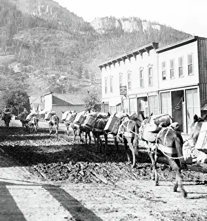 Mule: Pack Train, 1905