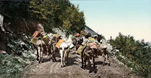 Mule: Pack Train On Mountain Road
