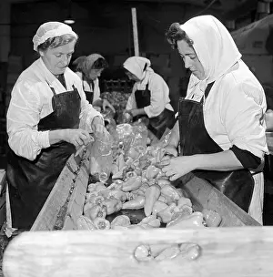Freezer: Packaging vegetables - sorting - peppers