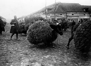 Packed: Packed horses on the Balkans Front, 1916