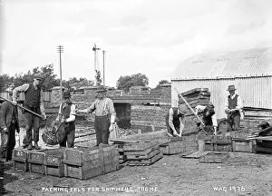 Toome: Packing Eels for Shipment, Toome