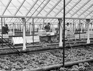 Packers: PACKING LETTUCES