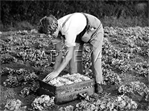 Lettuces: PACKING LETTUCES