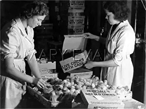 Incubator: PACKING LIVE CHICKS