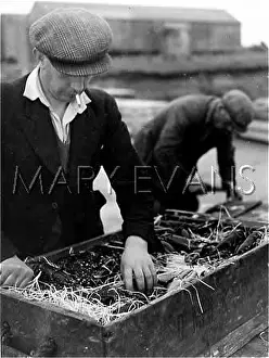 Orkneys: PACKING LIVE LOBSTERS