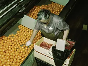 Packing: Packing oranges at a co-op orange packing plant