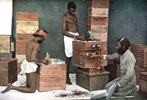 Packing: Packing and weighing tea for export on a Ceylon