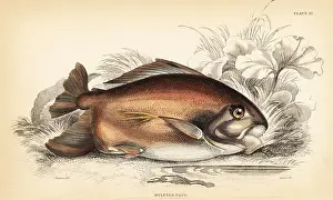 Lizars: Pacu or pacupeba, Myleus pacu