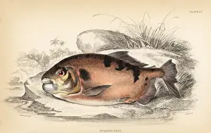 Lizars: Pacu or pacupeba, Myleus pacu