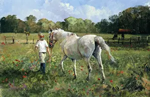 Into the Paddock – girl with a white horse
