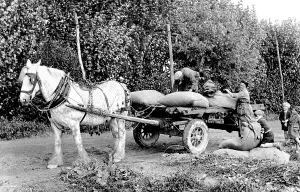 Oast: Paddock Wood, Loading Hops for the Oast Houses 1950