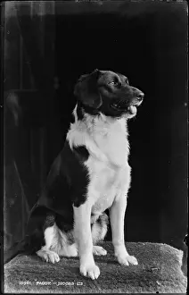 Loyal: Paddy the Dog