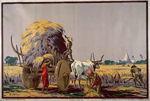 Paddy: Paddy Field