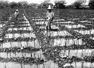 Grow: Paddy field in China, 1927