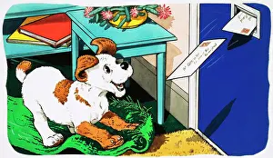 Expectation: Paddy Paws