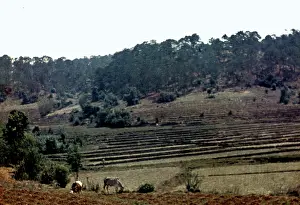 Kalaw: paddy terraces - Kalaw