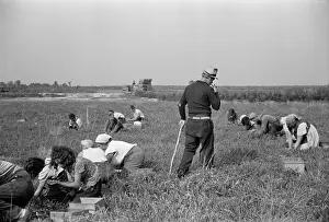 Cranberry: Padrone supervising work of Italian-American ?