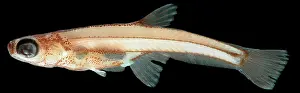 Cypriniform: Paedocypris progenetica (female)