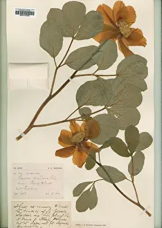 Saxifragales: Paeonia corallina