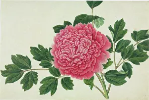 Saxifragales: Paeonia cv