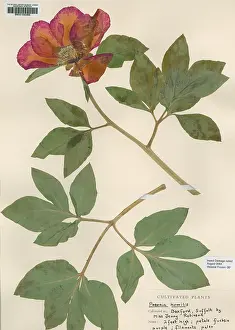 Saxifragales: Paeonia humilis