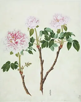 Saxifragales: Paeonia moutan cv