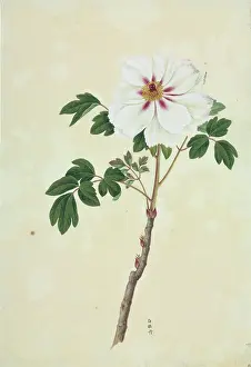 Saxifragales: Paeonia moutan cv