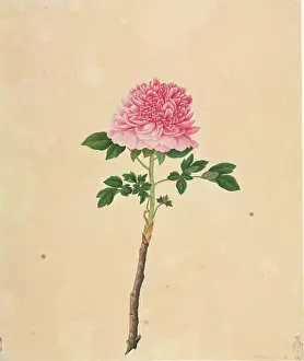 Eudicot: Paeonia moutan cv