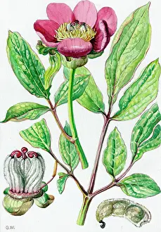 Officinalis: Paeonia officinalis