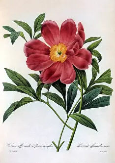 Officinalis: Paeonia officinalis