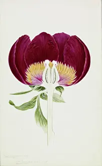 Officinalis: Paeonia officinalis, common peony