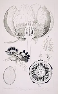 Officinalis: Paeonia officinalis, common peony