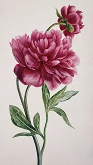Officinalis: Paeonia officinalis, peony