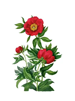 Eudicot: Paeonia sp. by Clara Pope