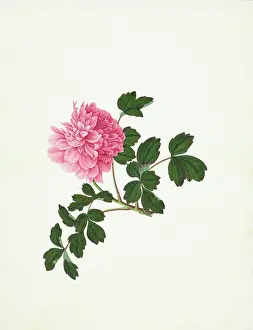 Saxifragales: Paeonia sp. paeony