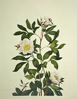 Saxifragales: Paeonia sp. peony