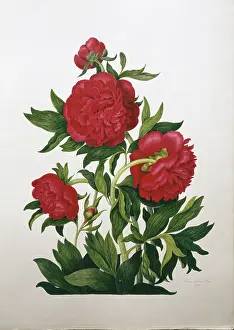 Saxifragales: Paeonia sp. peony