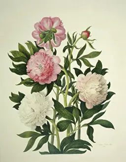 Saxifragales: Paeonia sp. peony