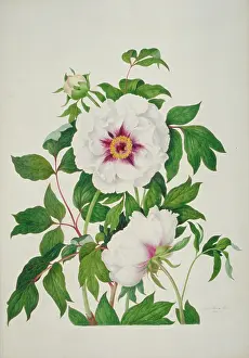 Saxifragales: Paeonia sp. peony