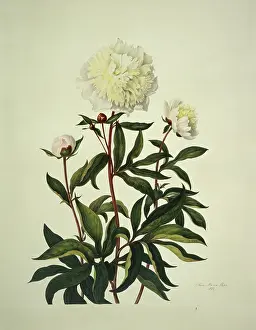 Saxifragales: Paeonia sp. peony